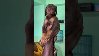 #doglover 🤗#statusvideo 🥰#whatsapp 😍#cutestatus 🐕🥰