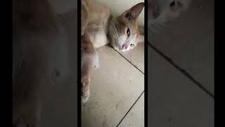 "3 MENIT KUCING MENYUSUI | KOLLEKSI VIDEO MENGGEMASKAN 🐱😍"