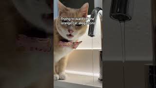 The Charm of Orange Cats #orangecat #orangecatbehavior #orangetabby #orangeyabbycat