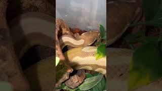 Taiyo 😍 #shorts #snake #royalpython #ballpython #cute #pets #cutepets #fyp #linkinpark