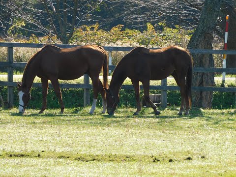 同じ放牧地の２頭のGⅠ馬、ゴロゴロするスズカフェニックスと動じないオウケンブルースリ