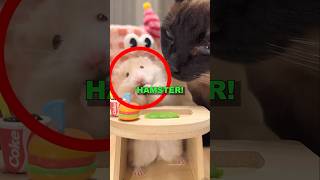 HEARTBROKEN CAT! #sad #cute #animalshorts