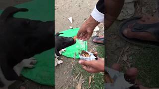 Help the animal 🐕 #help #animals #disabilities disability animal #shortvideo #helpvideo #agagent