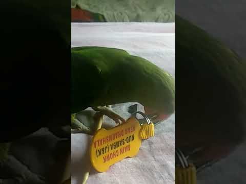playful indian rimgneck parrot #pet #trending #parrotvideo #talkingparrot #parrotlover #pets