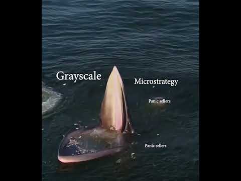 BTC Whale