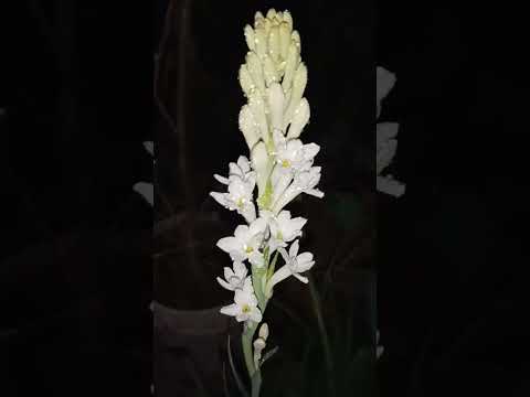 বই - পুনরায় জন্মাতে পারি|| কলমে - সমরেশ চৌধুরী|| কন্ঠে - ববি সরকার||