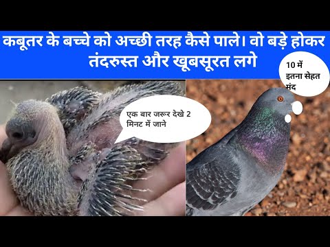 कबूतर के बच्चे सही तरह कैसे पाले। कबूतर के बच्चे पलने का तरीका