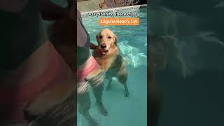 #youtubeshorts #doglover #dogowner #lovedogs #shorts #petfriendlytravel