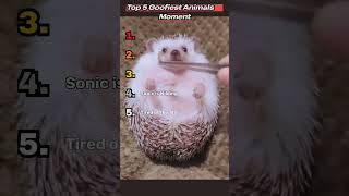 Top 5 Animals Wildest Moment  #animals #animalintelligence #animalshorts #funny #intelligence #viral