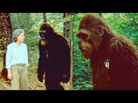 This Young Bigfoot Spoke To Me, It Told Me a Shocking Truth - Sasquatch Encounter Story
