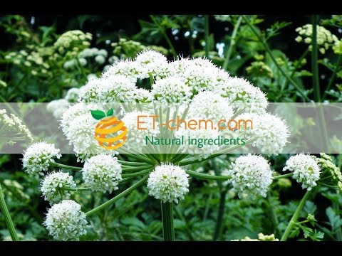 Angelica sinensis root dry extracts,benefits,functions, how to produce Ligustilide 2018