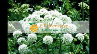 Angelica sinensis root dry extracts,benefits,functions, how to produce Ligustilide 2018