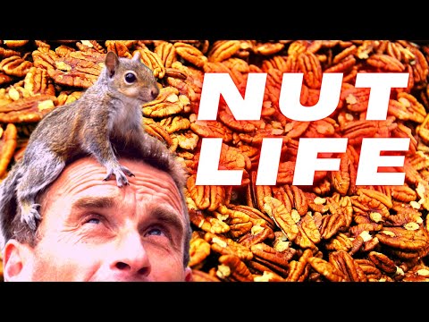 Squirrels Vs Humans : Nut Life