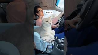 6hr road trip with my cat 🚗 #catlife #cat #cutecat