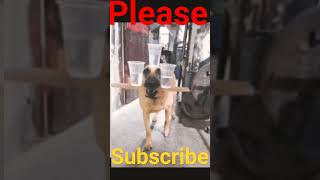 dog# short #funny#CB Team officel#
