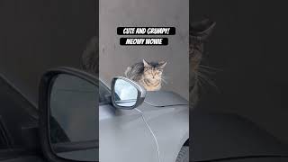 Cute and Grumpy Cat ! #meow #kidcudi #newyorkcat #grumpycat