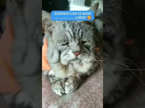 #animais #gato #shorts