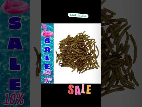 Summer SALE 10% OFF Marked Items. #lizard #fishing #reptile #bluebird #exotic #BeardedDragons