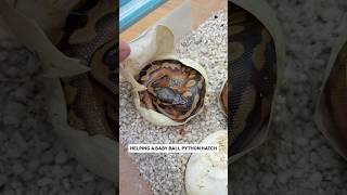 Helping a baby Ball Python HATCH😍