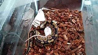 ball python in action part (1)