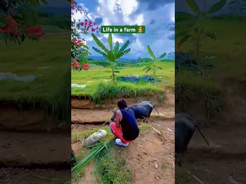 Life in a farm #dailyvlogs #farming  #negrosocc #simplelife #peace