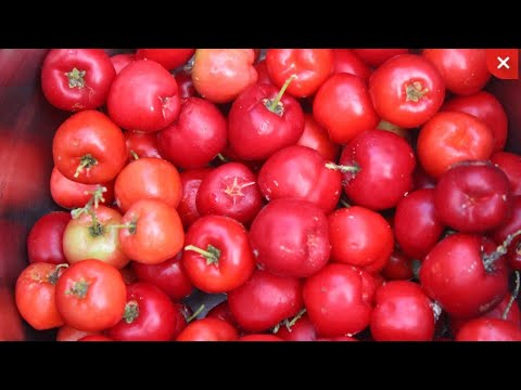 Barbados cherry cultivation and harvest in my garden| cherry juice extraction method| 2 in 1 juicer