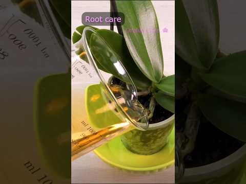 Onion magic! Orchids bloom like crazy! 🌸✨