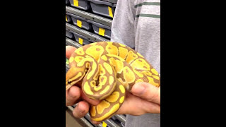 Ultramel ball python project with an interesting twist!