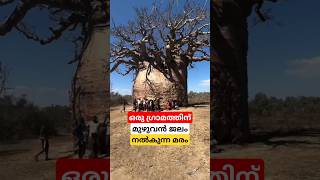 ജലം സംഭരിക്കുന്ന വൃക്ഷം #shortsfeed #malayalam #tree