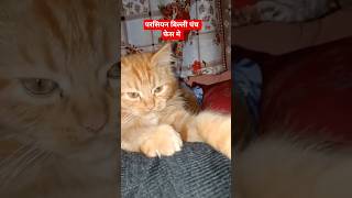 lovingly Cat😘😘#shorts #cute #cuteanimal #funny #pets #petlovers