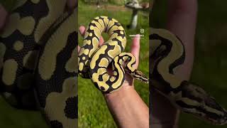 Desert Ghost Het Clown Pied Ball Python