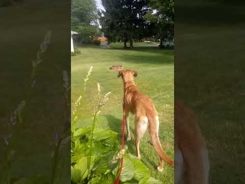 #nf #puppy