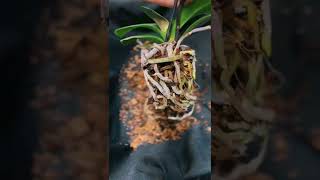Converting an Orchid to Water Culture