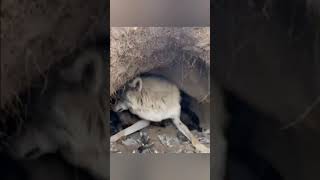 AGGRESSIVE WOLF PROTECTS YOUNG. #shorts