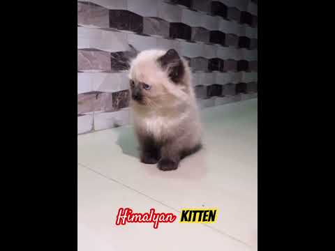 Himalyan Kitten Available at cat_cluster onn instagram || You can contact us onn Insta regarding it