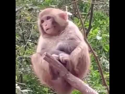 monkey comedy