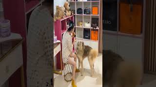 #pets #doglife #animals #petlover #cute #dog #d169