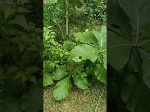Nature video 2