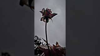 Creative Mobile Photography Ideas in Rain 📷 | Rain Photography Ideas | #ayushtech