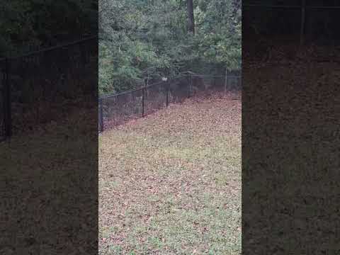 Large Squirrel