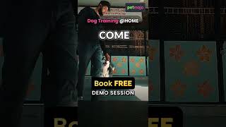 Our fur baby nailed it all commands 🐩🐾 #training #shorts #youtube #new #dog #pet #yt #trending #pets
