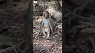 #vairalvideo #mangkiscobra #funnycomedyfunnycomedy #cute #manki #trandingshorts