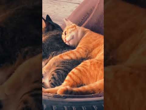 Sad kitty... This adorable cat's sadness will melt your heart.