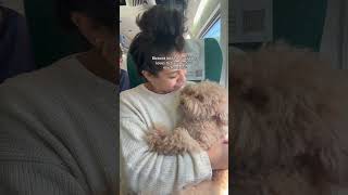 Best travel buddy #travel #dogs #dogfriendlytravel #dogfriendly