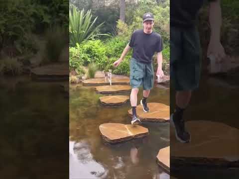 When the dog accidentally falls into the water 🐶💦#dog#dogs #pet #teenagedog#zoomies
