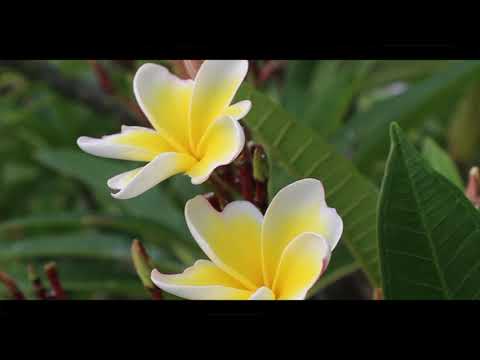 canon 700d and go pro