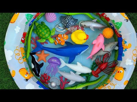 Learn Sea Animal Names and Facts | Ocean Name Learning for Babies Toddlers Preschoolers