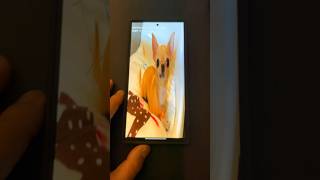 Samsung Chihuahua 🐩