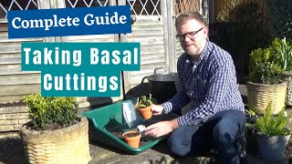 How to take Basal Cuttings from Perennials | Taking Spring Cuttings | Plant Propagation | Gardening