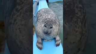 Seal Core 🦭🌊🐚